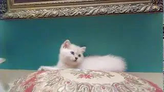 VID 20171109 204840