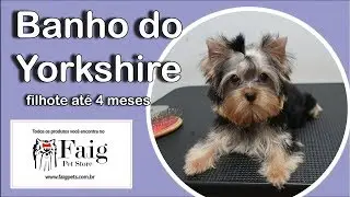 Como Banhar o filhote de Yorkshire Terrier
