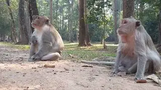 Why Lucy first request Brutus like this? A old female monkey Lucy requests Brutus many times a day