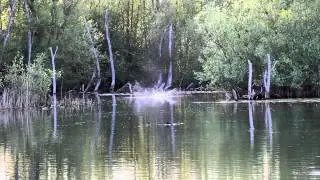 Dave Lane Carp Blog - As the weather warms up, Laney bags one of the St Ives 