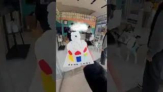 Hostel Surprise Birthday for a Dog The Reaction Says It All😍❤️