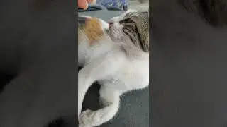 Purring like a bike, engine is running