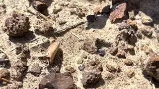 Possible theropod teeth