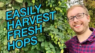 How to Harvest Hops