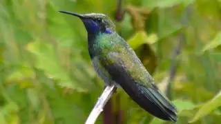 COLIBR&Iacute; CANTANDO❤️/ Colibri coruscans. #shorts #youtubeshorts #youtubevideo