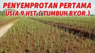 Penyemprotan pertama pada tanaman bawang merah bibit kecil #petanibawangmerahnganjuk #hortikultura