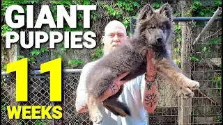 GIANT 11 Week Old Puppies - Lycan Shepherd Puppies