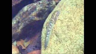 ボウズハゼ　スズキ目ハゼ科　Sicyopterus japonicus