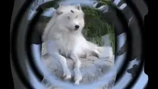 Wolves Tribute