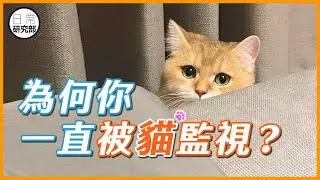 你覺得被貓監控，貓覺得牠是執勤！