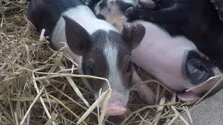 cute pigs#pig #piggy 