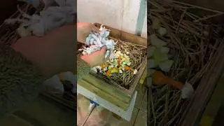 Como iniciar una vermicompostera