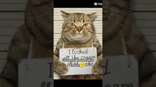 Cat Gang #gang #cats
