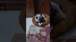 coco pug #youtubeshorts #shorts #viral #ytshorts