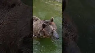 🐻 Brown Bear&rsquo;s Nature Spa &mdash; Relaxing in a Big, Cool Pool! | Peaceful_Tranquil