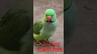 #Sweet Parrot Natural Chirping 😛😛