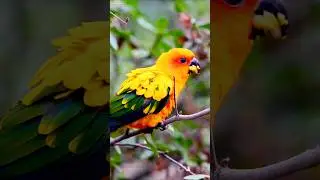 Parrot Singing in the Wild | Relaxing Sun Conure Bird Songs & Morning Sounds