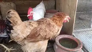 Beautiful roosters & hen eating rice 🍚 🐓🐔 #chicken #birds #hen
