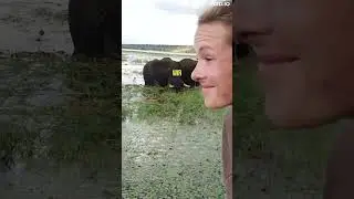So fressen wilde Elefanten im Fluss 🐘 🇧🇼 #africa #travel #safari