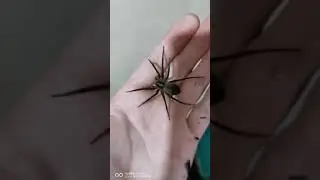 Holding a water spider - Dolomedes Sp.