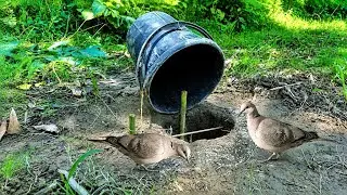 Secret Bucket Trap Technique for Catching Doves 