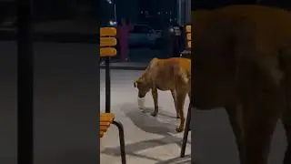 Добрая девочка и собачка #shorts #dog #girl