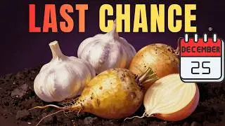 Plant a Winter Container Garden (Garlic, Potato Onions, Beets, Carrots, Onion Seeds)