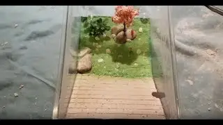 Hoe maak ik een Formicarium - Tutorial #2 - Ant's Mieren Avonturen
