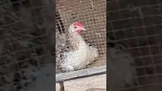 Natural Environment Lovely Birds🍹In Cage Sohnjna Tree Little Pond #petsanimals #lovelypets