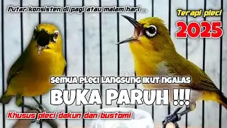 Ampuh!!! Semua Pleci Langsung Ikut Ngalas Bukpar - Terapi Pleci Agar Buka Paruh
