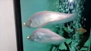 Abino knife fish | Aquarium fish and fish tank