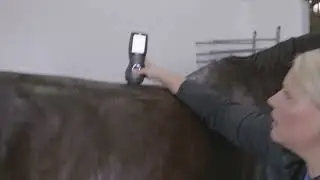 CS-Pro VET Video Tutorial - Equine - Back Pain