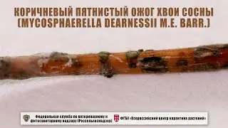 Коричневый пятнистый ожог хвои сосны (Mycosphaerella dearnessii M.E. Barr.)