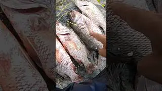 Back to Back 5Snapper Fish Caught In Malpe🎣🌊#snapperfishing #snapperfish #rodfishing #mangrovejack