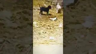 Dhono yoddha aa gye #dogs#fighting#reel#virels