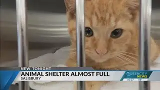 Salisbury animal shelter almost full