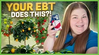 СЕКРЕТЫ EBT: где купить семена, растения и фруктовые деревья с помощью EBT