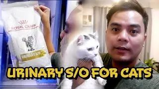 Best Food for Cats with Illness ☺️😺😽 BRAFER THE MUNCHKIN CAT