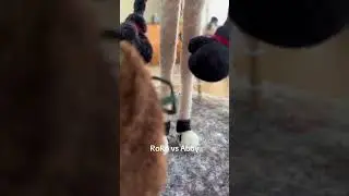 RoRo vs Abby