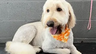 Evie - Golden Doodle Dog Grooming