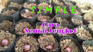 Cara Menyemai Bibit Jengkol dengan Mudah