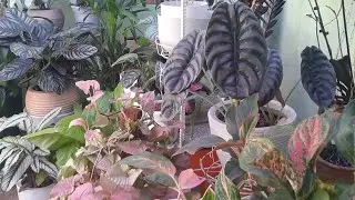 Uma pequena floresta plantada em vasos que traz felicidade e um bem-estar maravilhoso 