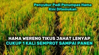  HAMA WERENG TIKUS JAHAT LENYAP CUKUP 1 KALI SEMPROT SAMPAI PANEN@Cerita_Perintis 