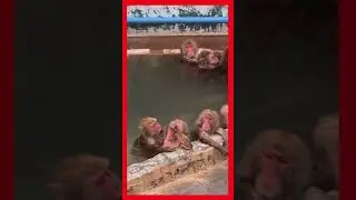 Monkey Pool Party, Sea Monkey Pool party in the Jungle.  #shorts
