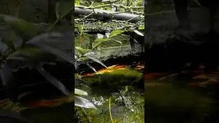 #koi #koifish #japanese #bloodline  by #FishFlora