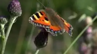 British butterflies and day-flying moths