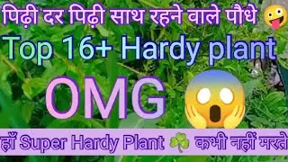 बिना धूप के चलने वाले 16+ पौधे जो आप घर के अंदर लगा सकते हैं/ super Hardy plant#wonderfulgarden11a 