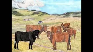 Sancorne, une petite vache salers pas comme les autres