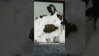 The Two Different Kinds Of Bunny Poop💩🐰 (Normal & Cecotropes)