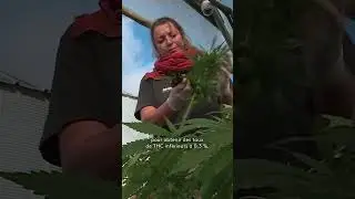 En Alsace, deux amis se sont lanc&eacute;s dans la culture du chanvre pour en faire du CBD 🌿